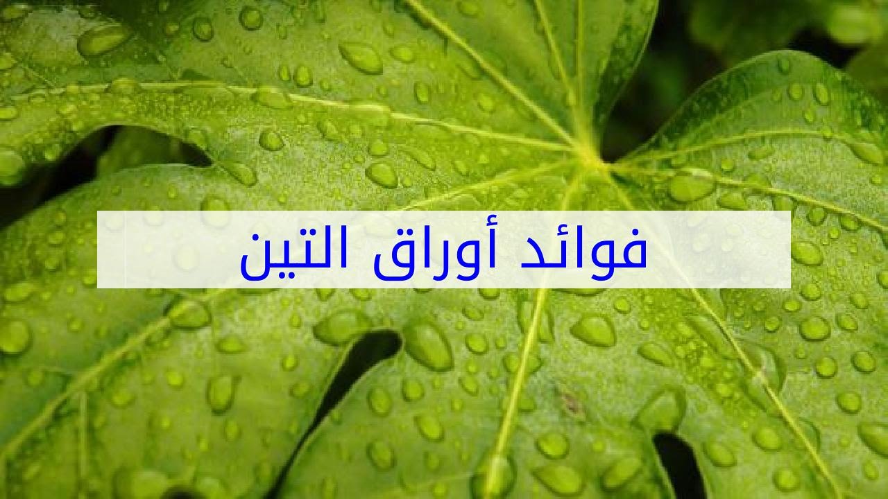 فوائد اوراق التين - الفوائد المزهلة لاوراق التين 1081