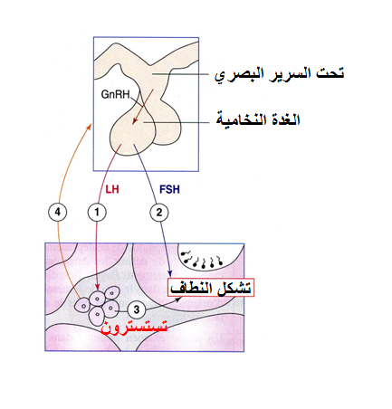 تاثير تحت السرير البصري والغدة النخامية على وظيفة الخصية , تعرف على الغدة النخامية والمهام التي تقوم بها