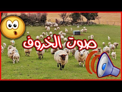 ما اسم صوت الخروف - اعرف اسمين لصوت الخروف 3717