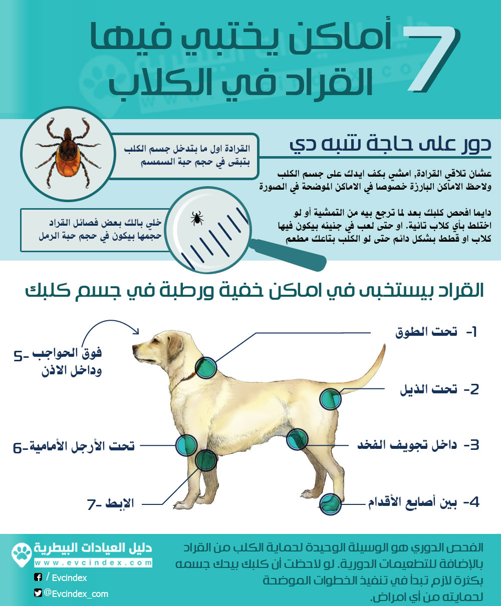 التخلص من القراد - افضل الرق للقضاء على القراد 1623 2