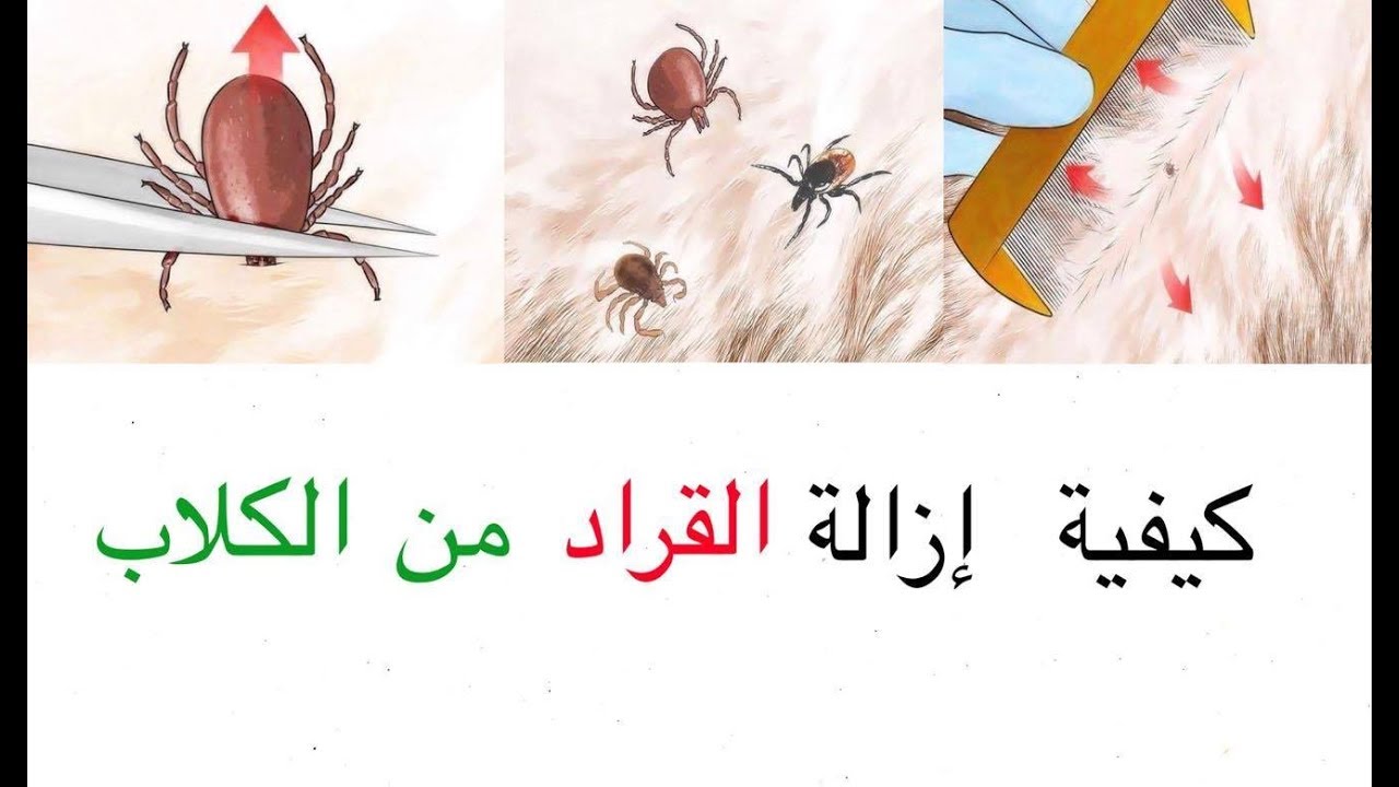 التخلص من القراد - افضل الرق للقضاء على القراد 1623 1