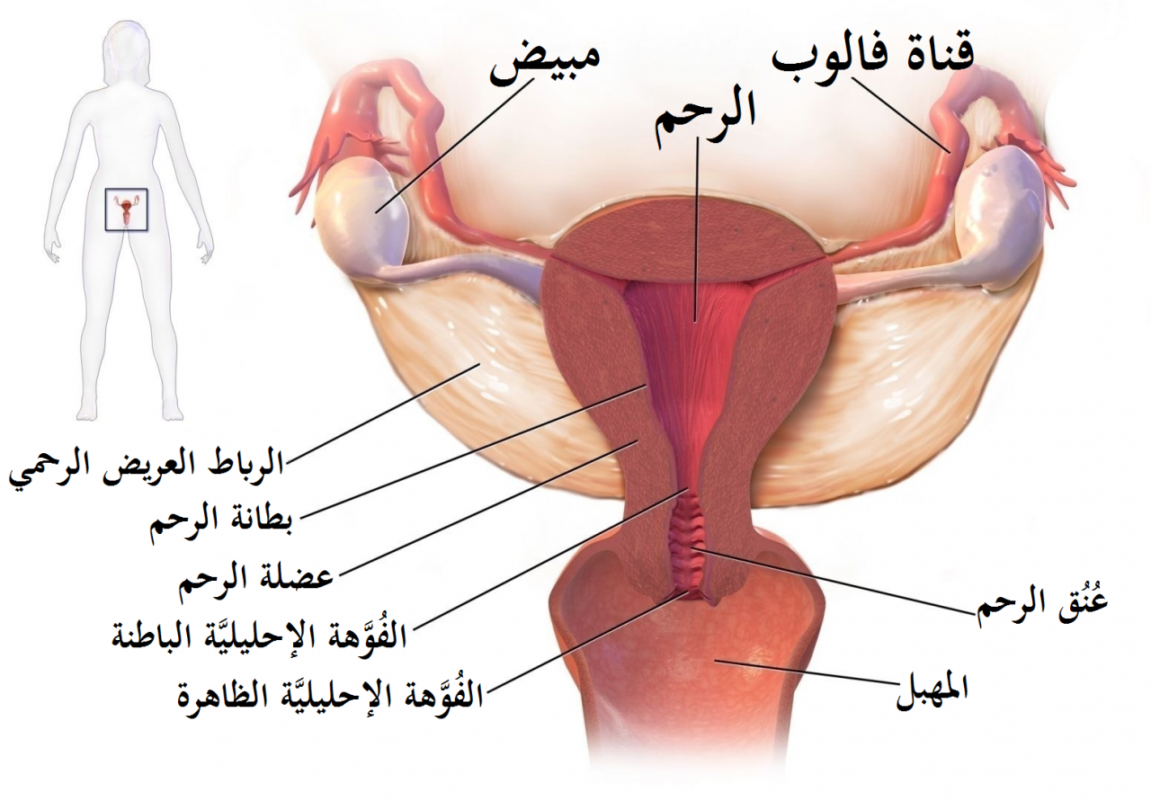 اسباب تاخر العادة الشهرية عند المراة المتزوجة - تعرفي اذا كنتي حامل ام تاخرها سبب اخر 3672