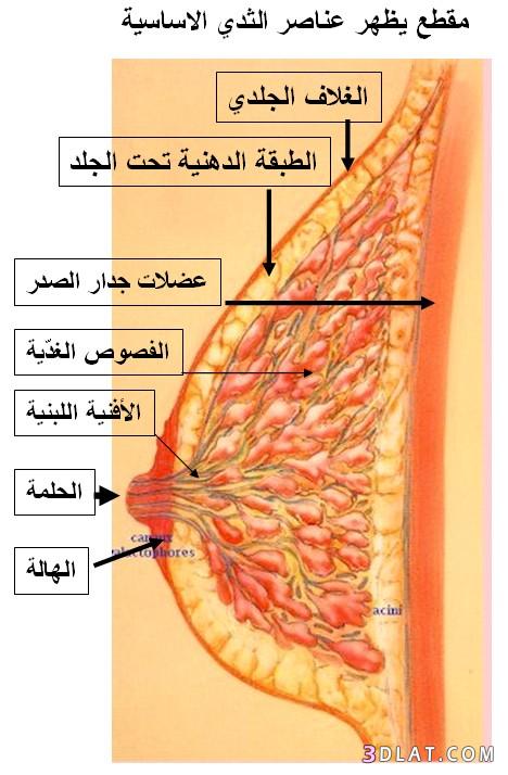 ما هو النهد عند المراه بالصور - نبذه عن نهد المراه 1181 1