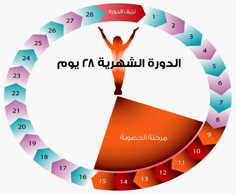 كيفية حساب الدورة الشهرية , مدة الحيض من ٢٥ الى ٣٠ يوم