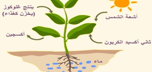 عملية التركيب الضوئي , عمليات خاصه بالنبات