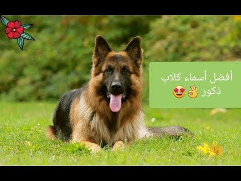 اسماء كلاب ذكور-يلا نختار اسماء حلوه للكلب 9668 10