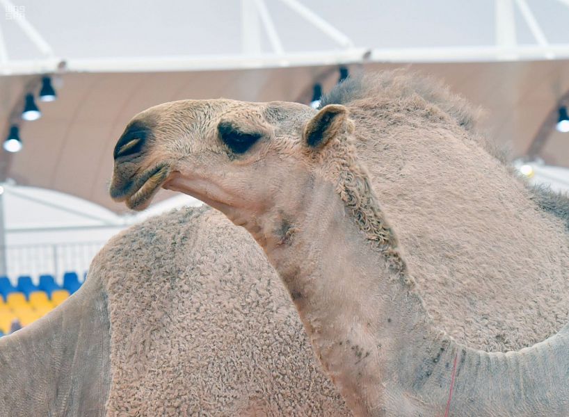 في البيت لي شنطه وفي الذود لي ناقه , تعالوا نشوف الكلام دا