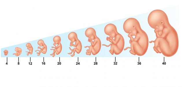 مراحل الحمل بالتفصيل , الى السيدات البكر فى الحمل