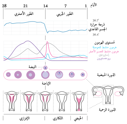 سبب تاخر الدورة الشهرية غير الحمل - تابعي تاخر دورتك واسبابها 3704 1