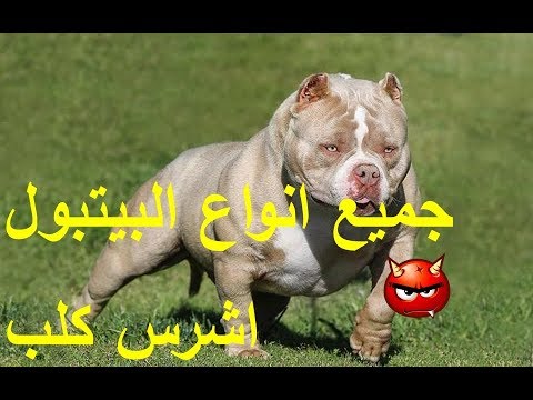 انواع الكلاب البيتبول - صفات وانواع كلاب البيتبول 1302 2