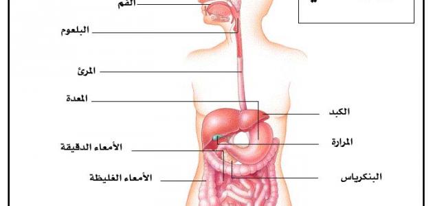 وظيفة المعدة في الجهاز الهضمي , يلا نفهم وظيفة الجهاز الهضمى