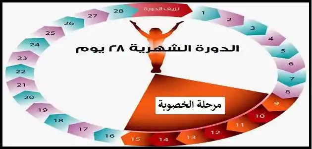 متى يكون الحمل بعد الدوره , توقيت حدوث الحمل وكيفيته