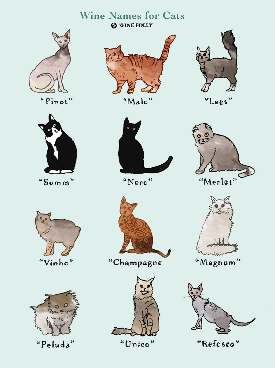 White Male Cat Names List designschmitt