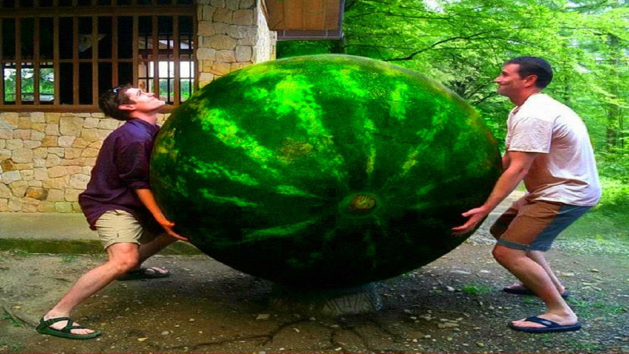 صور كوميديه لبطيخة كبيرة , اكبر بطيخة في العالم - مشاعر اشتياق