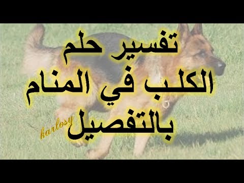 حلمت بكلب في منامي , تفسير الاحلام رؤية الكلب